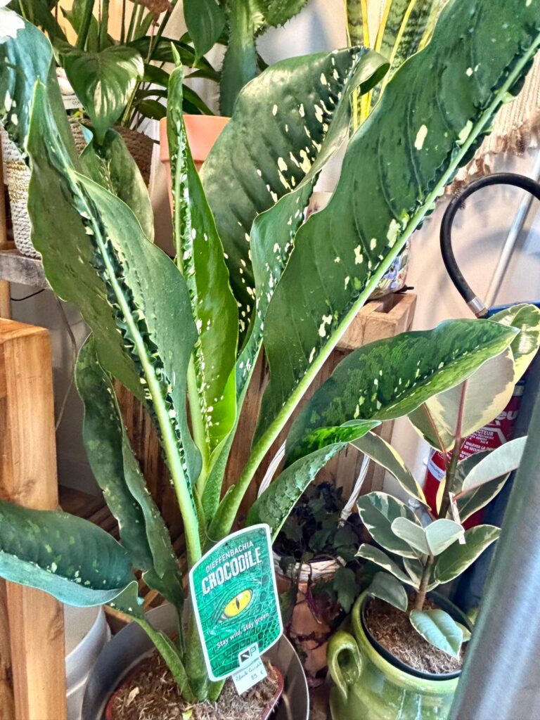flormandise-plante-verte